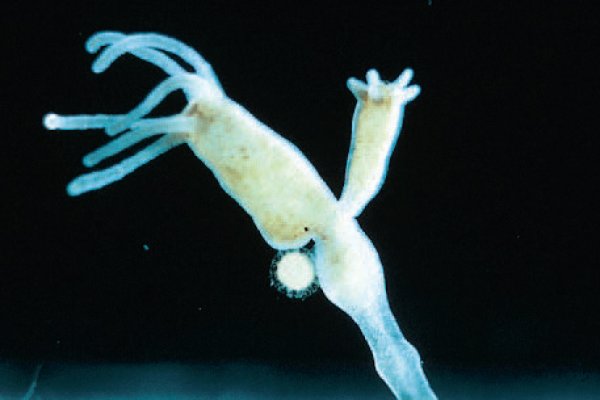 Кракен заблокировали