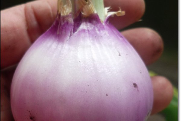 Что такое кракен маркетплейс